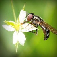 /album/molnar-es-tarsai-kft-/photolia-a02-jpg/